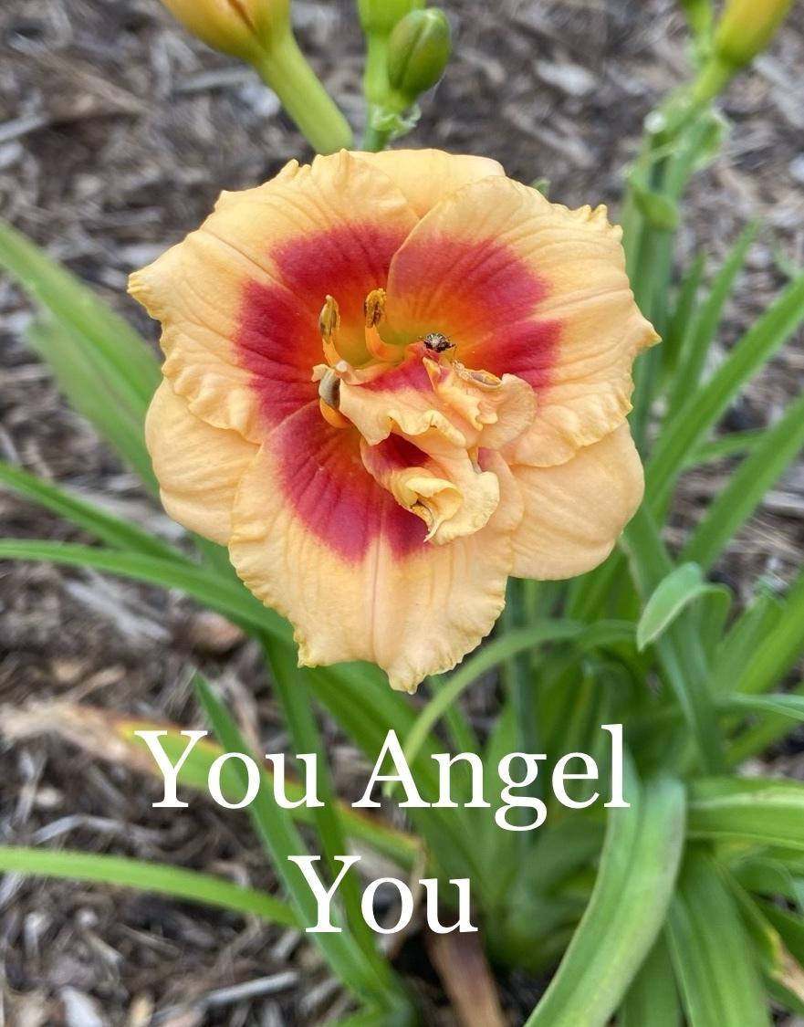 Photo of Daylily (Hemerocallis 'You Angel You') uploaded by amberjewel