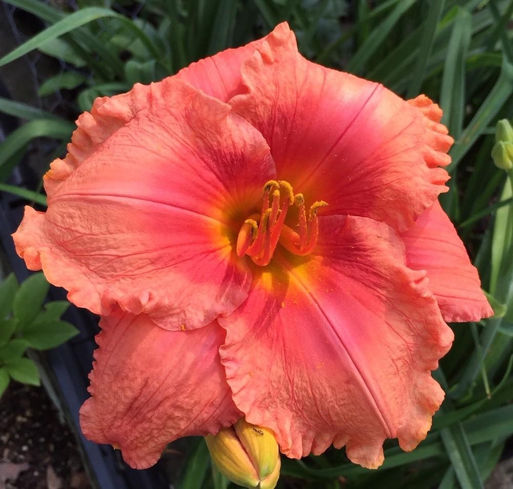 Photo of Daylily (Hemerocallis 'But Wait, There's More') uploaded by gregnc