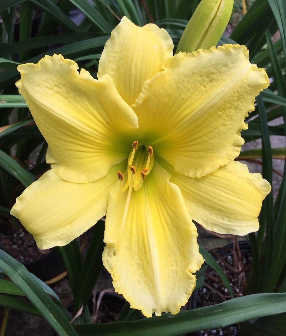 Photo of Daylily (Hemerocallis 'Cuivre River') uploaded by gregnc