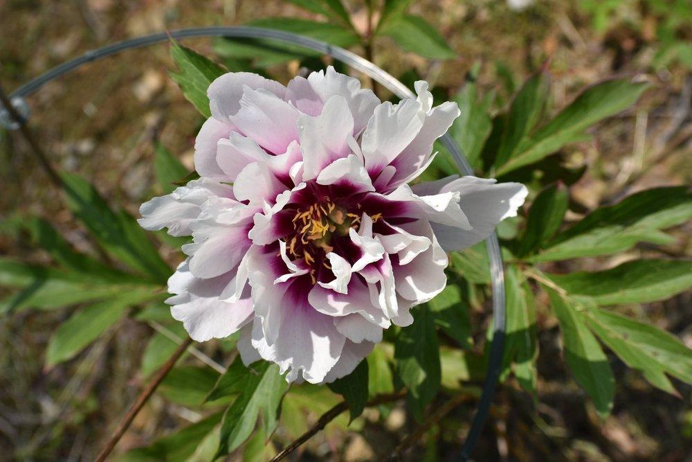 Photo of Itoh Peony (Paeonia 'Cora Louise') uploaded by pixie62560