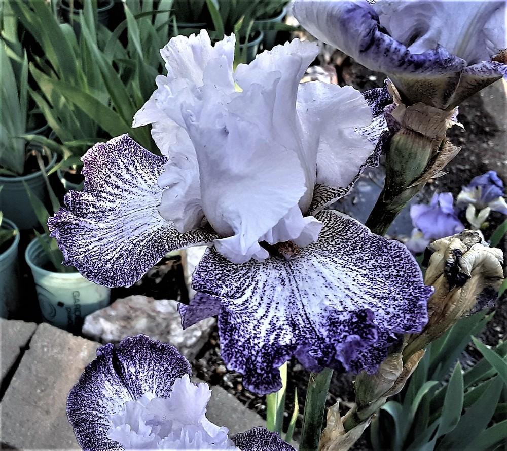 Photo of Tall Bearded Iris (Iris 'Will and Adelle') uploaded by Bitoftrouble