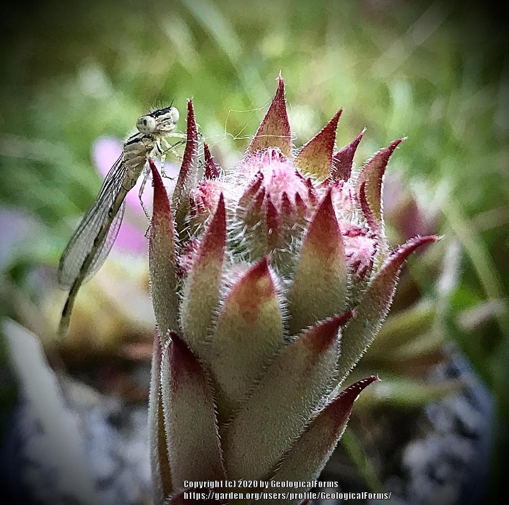 Photo of Hen and chicks (Sempervivum 'Purple Wiffle') uploaded by GeologicalForms