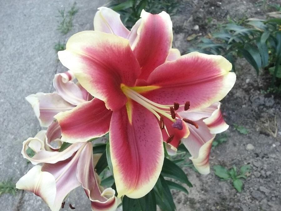 Photo of Lily (Lilium African Lady) uploaded by Lucius93