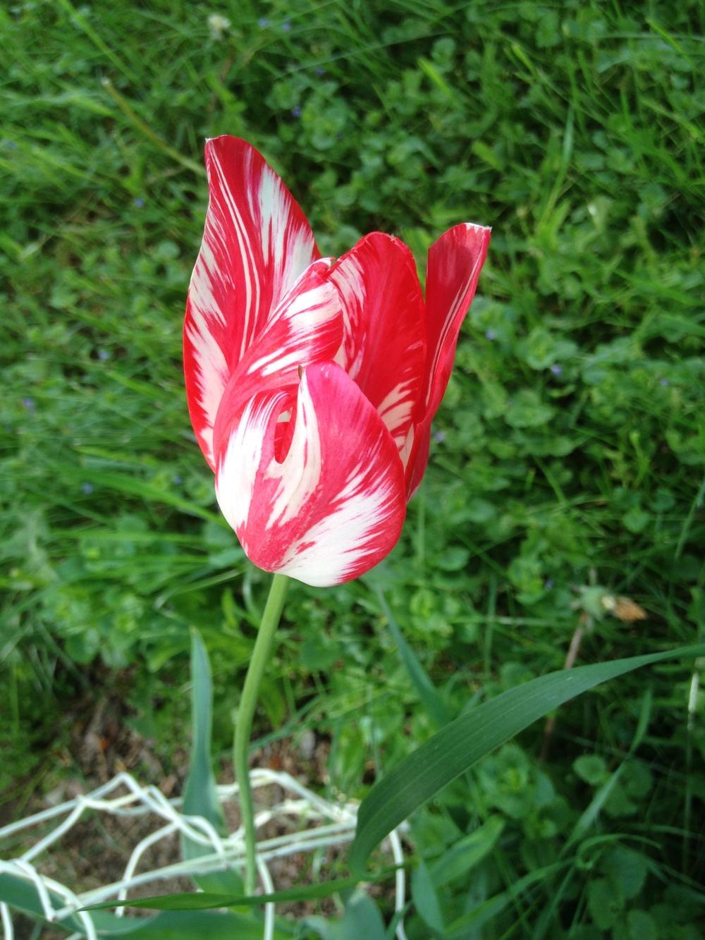 Photo of Tulip (Tulipa 'Zomerschoon') uploaded by SkirtGardener