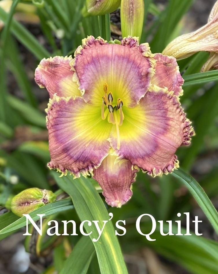 Photo of Daylily (Hemerocallis 'Nancy's Quilt') uploaded by amberjewel
