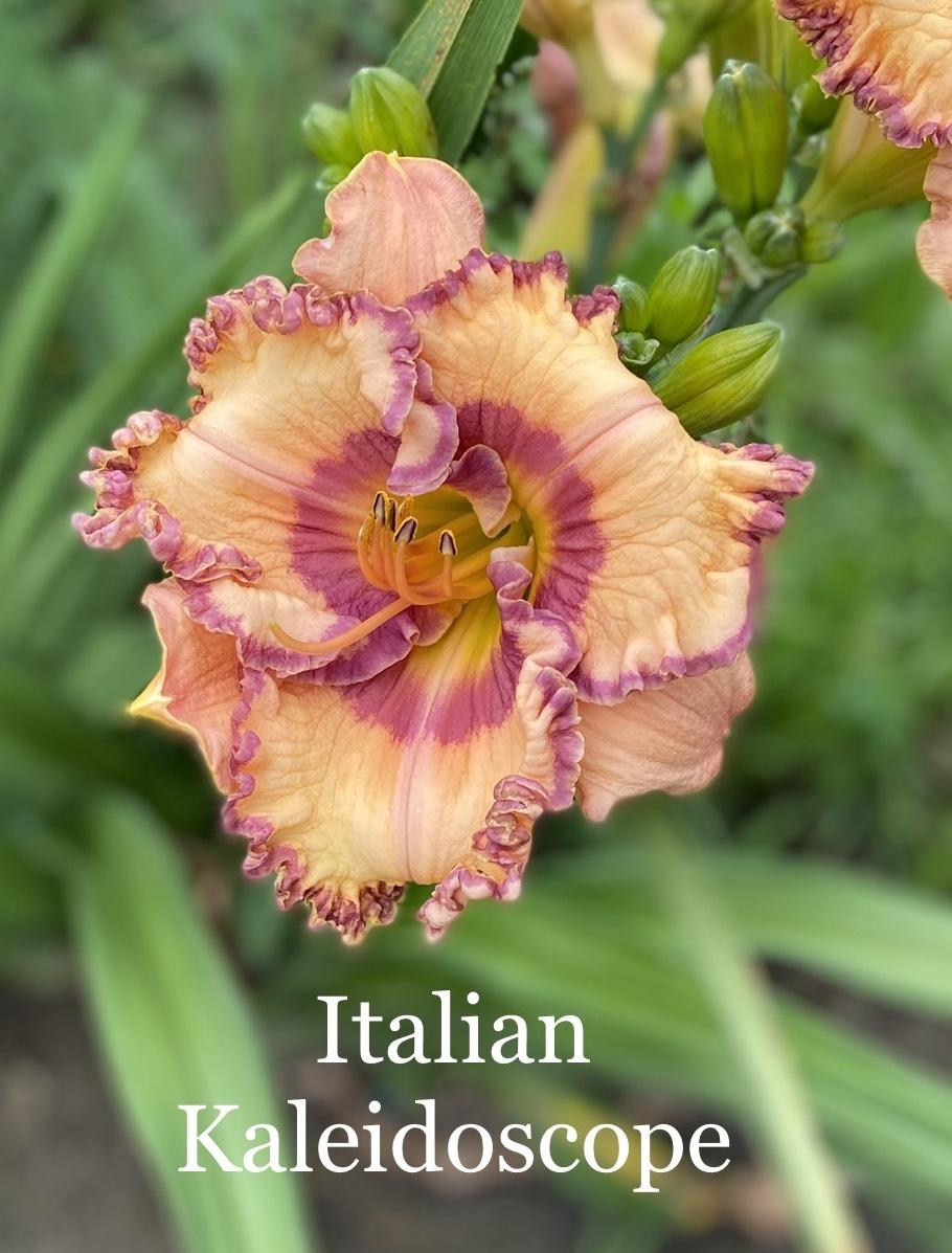 Photo of Daylily (Hemerocallis 'Italian Kaleidoscope') uploaded by amberjewel