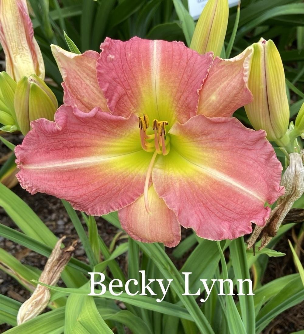 Photo of Daylily (Hemerocallis 'Becky Lynn') uploaded by amberjewel