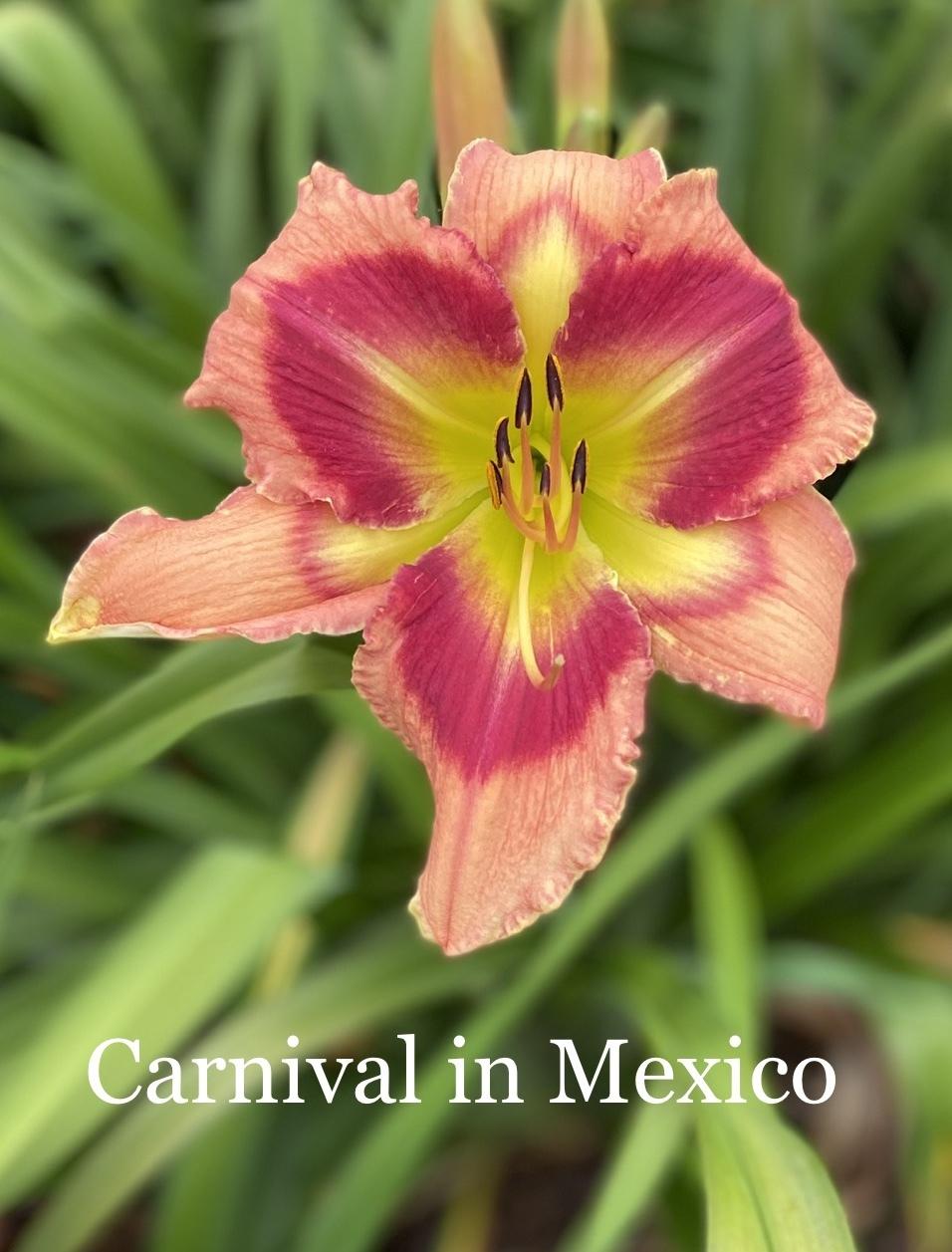 Photo of Daylily (Hemerocallis 'Carnival in Mexico') uploaded by amberjewel