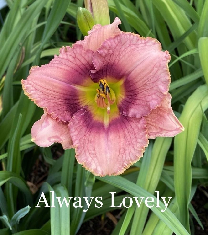 Photo of Daylily (Hemerocallis 'Always Lovely') uploaded by amberjewel