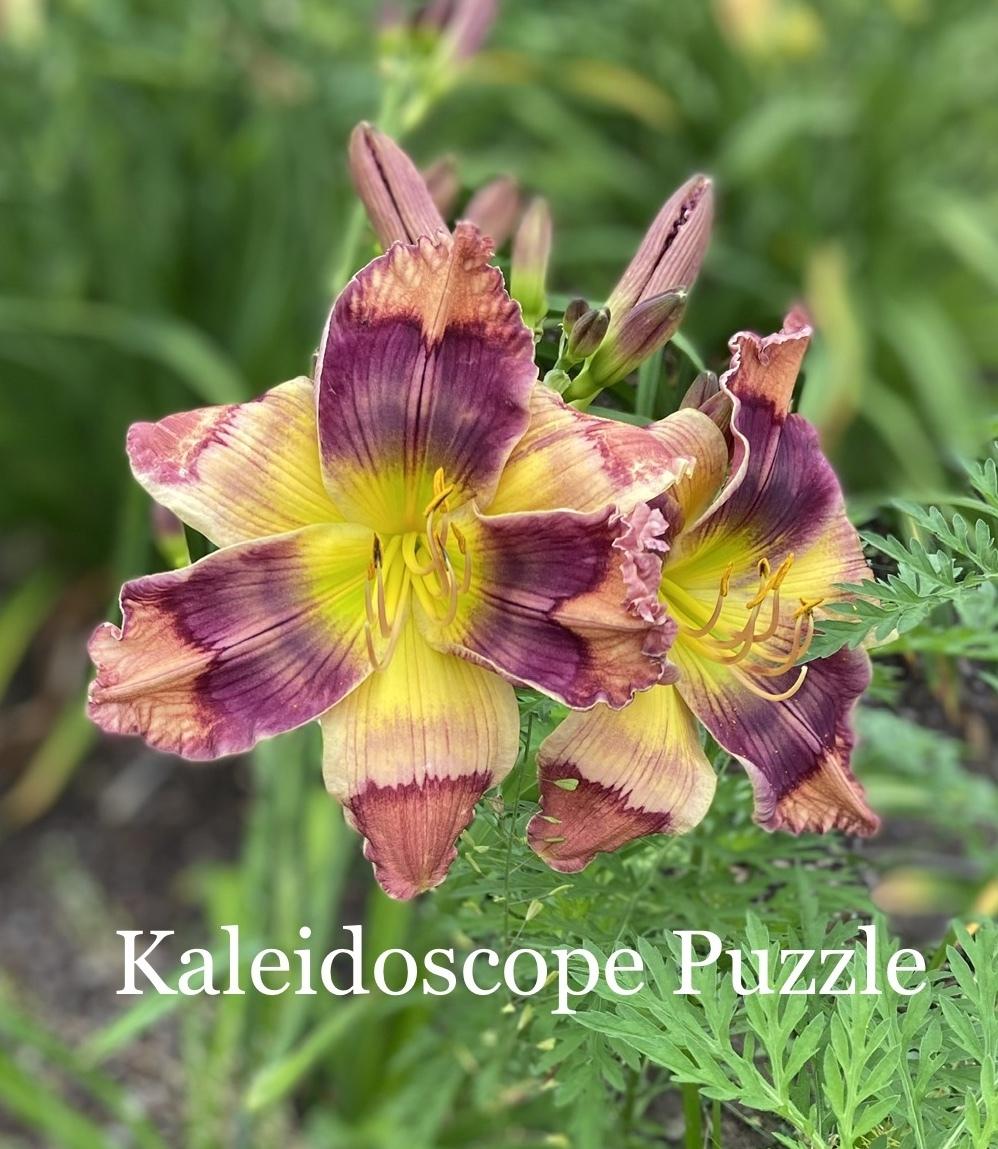 Photo of Daylily (Hemerocallis 'Kaleidoscope Puzzle') uploaded by amberjewel