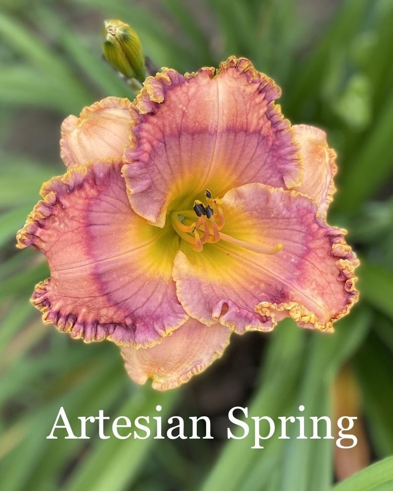 Photo of Daylily (Hemerocallis 'Artesian Spring') uploaded by amberjewel