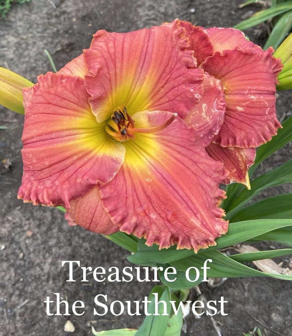 Photo of Daylily (Hemerocallis 'Treasure of the Southwest') uploaded by amberjewel