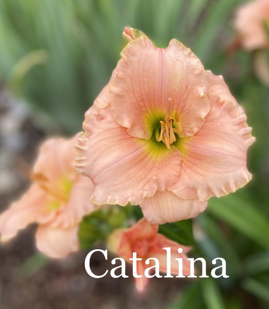 Photo of Daylily (Hemerocallis 'Catalina') uploaded by amberjewel