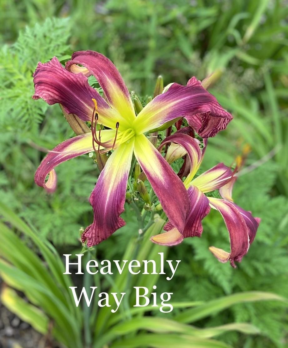 Photo of Daylily (Hemerocallis 'Heavenly Way Big') uploaded by amberjewel