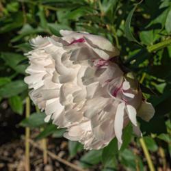 Location: Peony Garden at Nichols Arboretum, Ann Arbor, Michigan
Date: 2016-06-06
A side view which shows two characteristics of this peony.  First