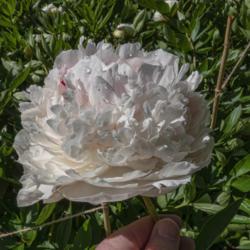Location: Peony Garden at Nichols Arboretum, Ann Arbor, Michigan
Date: 2019-06-14
Blooms have a high profile and are densely packed with petals.