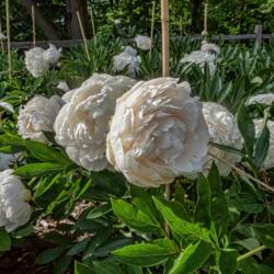 Location: Peony Garden at Nichols Arboretum, Ann Arbor, Michigan
Date: 2018-06-06
Blooms are modest in size, but the stems are long and almost alwa
