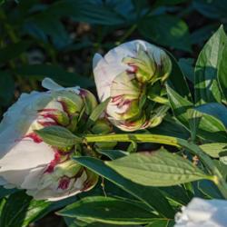 Location: Peony Garden at Nichols Arboretum, Ann Arbor, Michigan
Date: 2016-06-06
Buds are encased in heavily streaked bracts, and the undersides o