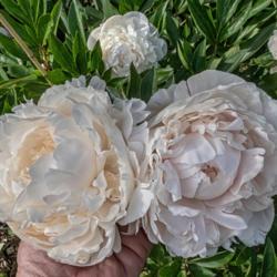 Location: Peony Garden at Nichols Arboretum, Ann Arbor, Michigan
Date: 2018-06-06
A pair of blooms, one slightly pinker than the other.  Though nom