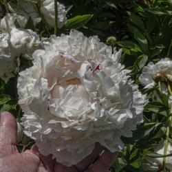 Location: Peony Garden at Nichols Arboretum, Ann Arbor, Michigan
Date: 2019-06-14
Red streaks on the upper sides of the petals are only occasional.