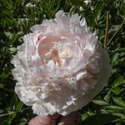 Location: Peony Garden at Nichols Arboretum, Ann Arbor, Michigan
Date: 2019-06-14
Blooms in 2019, when this was photographed, showed more pink tone