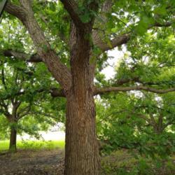Location: Kyle, TX
Date: 2020-07-01
A magnificent oak--planted as a young sapling 28 years ago
