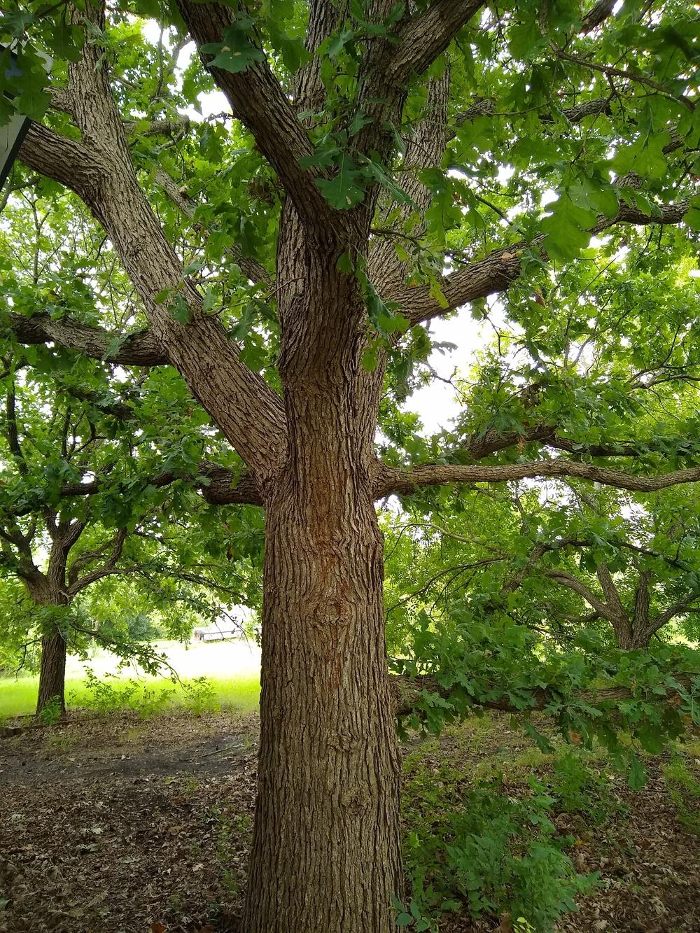 Photo of Bur Oak (Quercus macrocarpa) uploaded by christinereid54