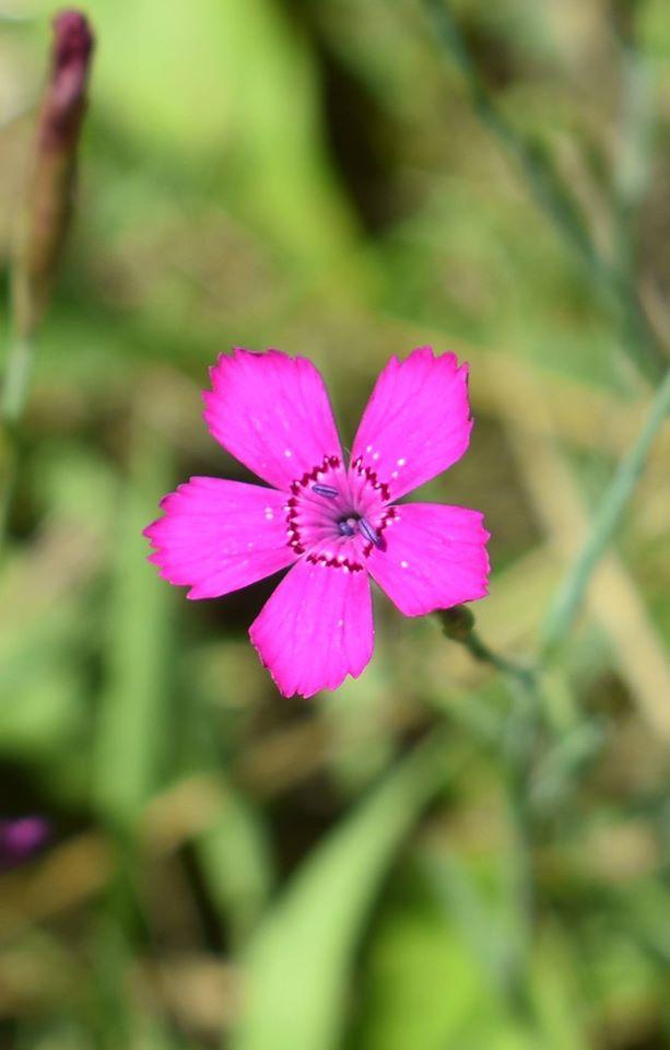 Photo of Cheddar Pink (Dianthus gratianopolitanus 'Feuerhexe') uploaded by pixie62560