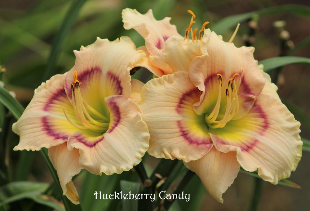 Photo of Daylily (Hemerocallis 'Huckleberry Candy') uploaded by ppmansfield
