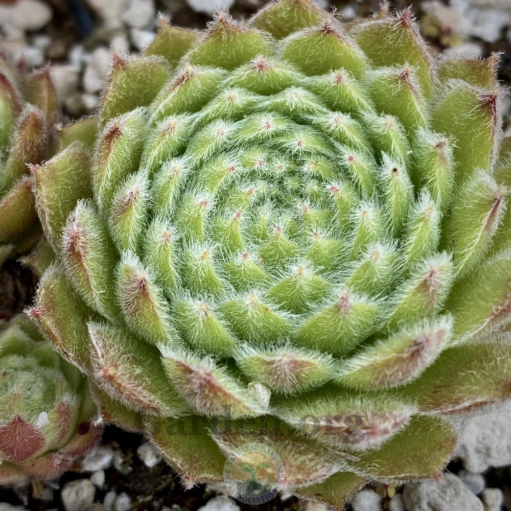 Photo of Hen and Chicks (Sempervivum arachnoideum 'Banyon') uploaded by springcolor
