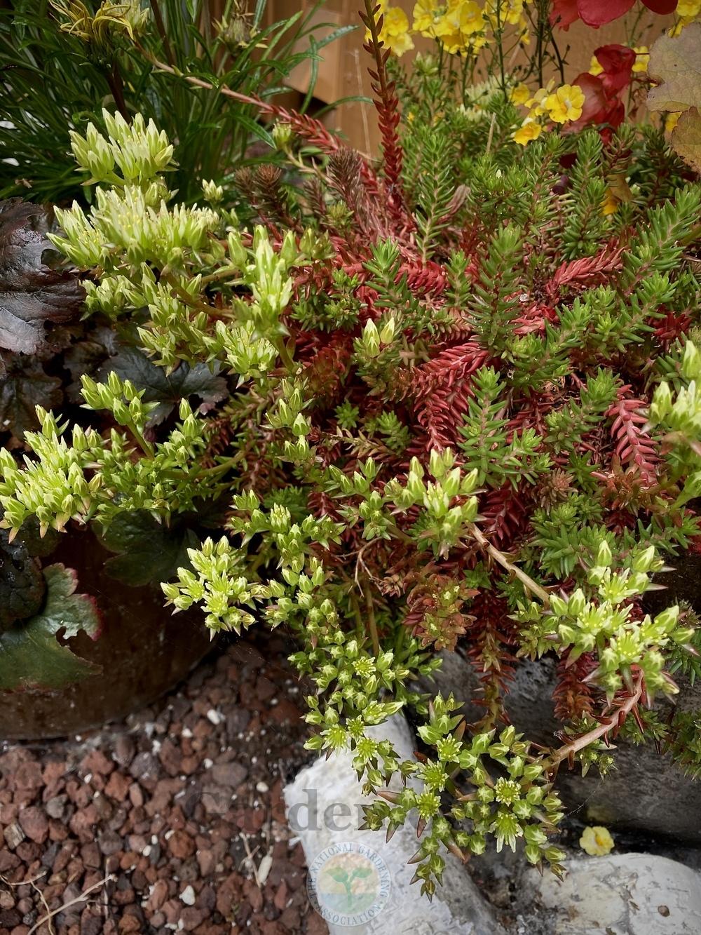 Photo of Stonecrop (Petrosedum ochroleucum 'Red Wiggle') uploaded by springcolor