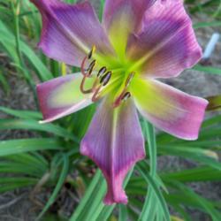 Location: My garden in northeast Texas
Date: 2020-06-04
Wonderful blue eye