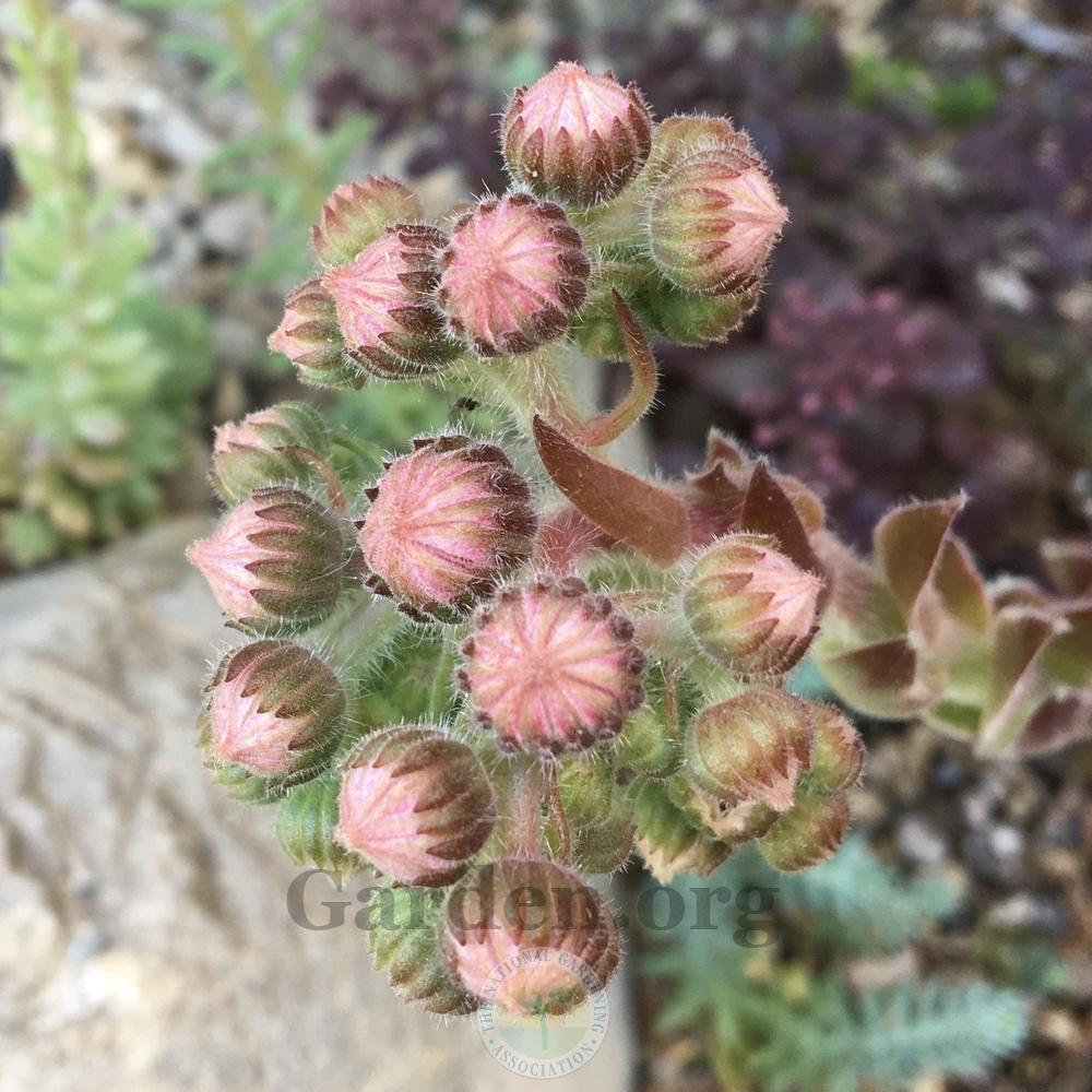 Photo of Hen and Chick (Sempervivum 'Donar Rose') uploaded by BlueOddish