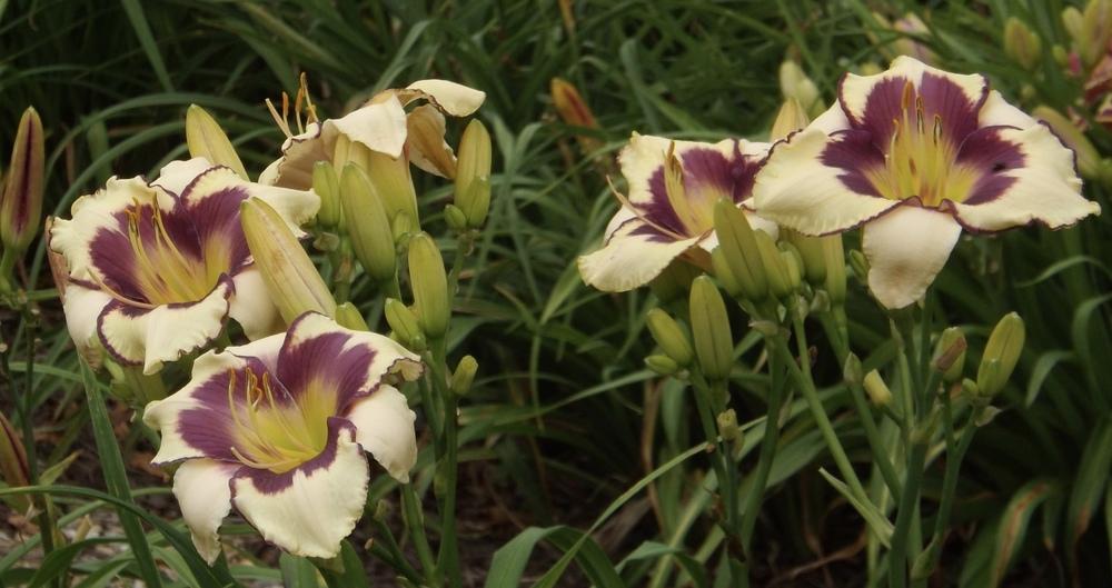 Photo of Daylily (Hemerocallis 'Clarity of Vision') uploaded by Curlycollards