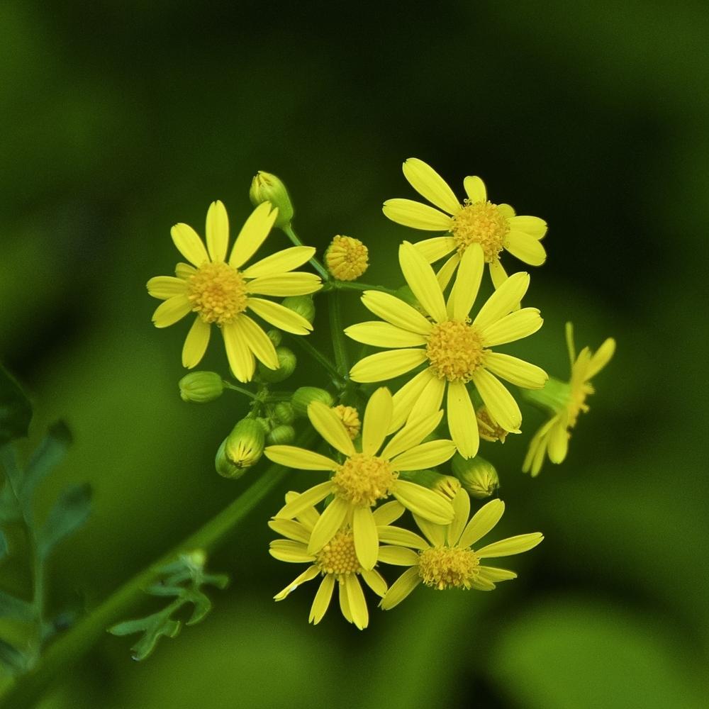 Photo of Butterweed (Packera glabella) uploaded by Fleur569