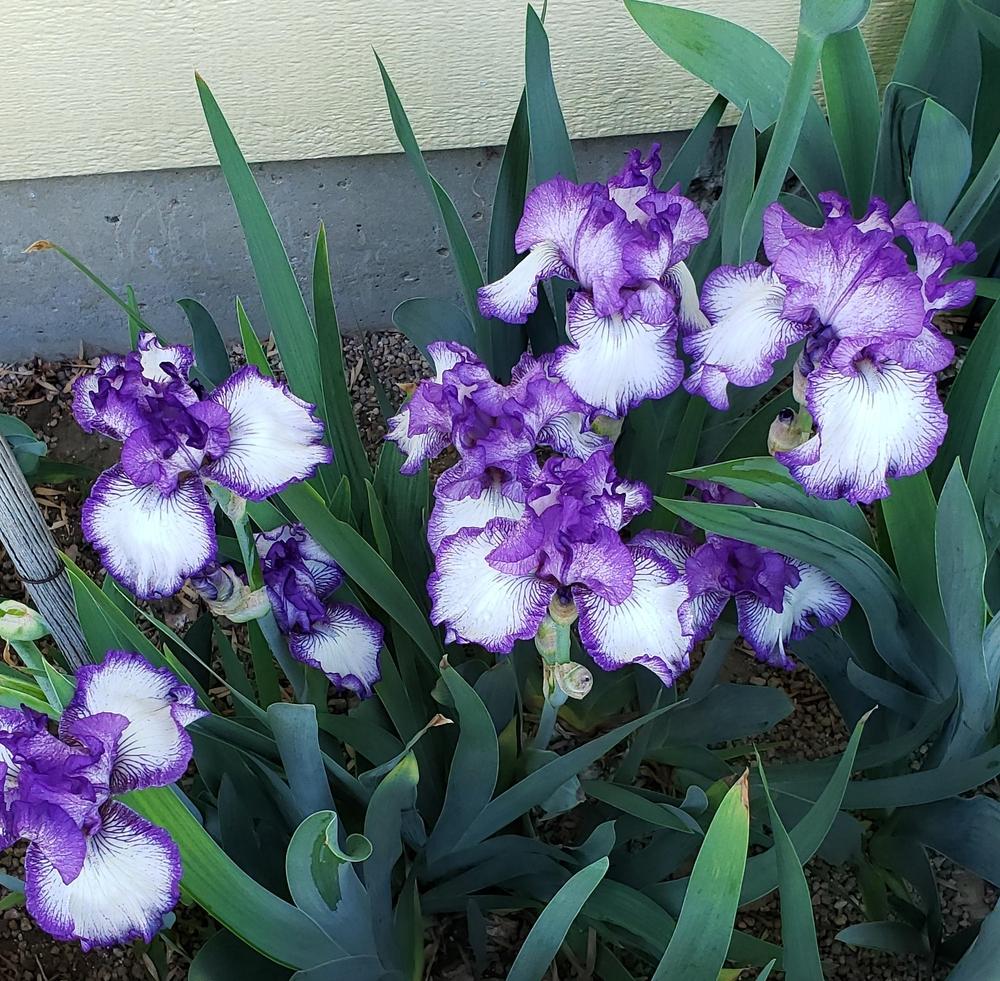 Photo of Tall Bearded Iris (Iris 'Bountiful Harvest') uploaded by Id10tgirl