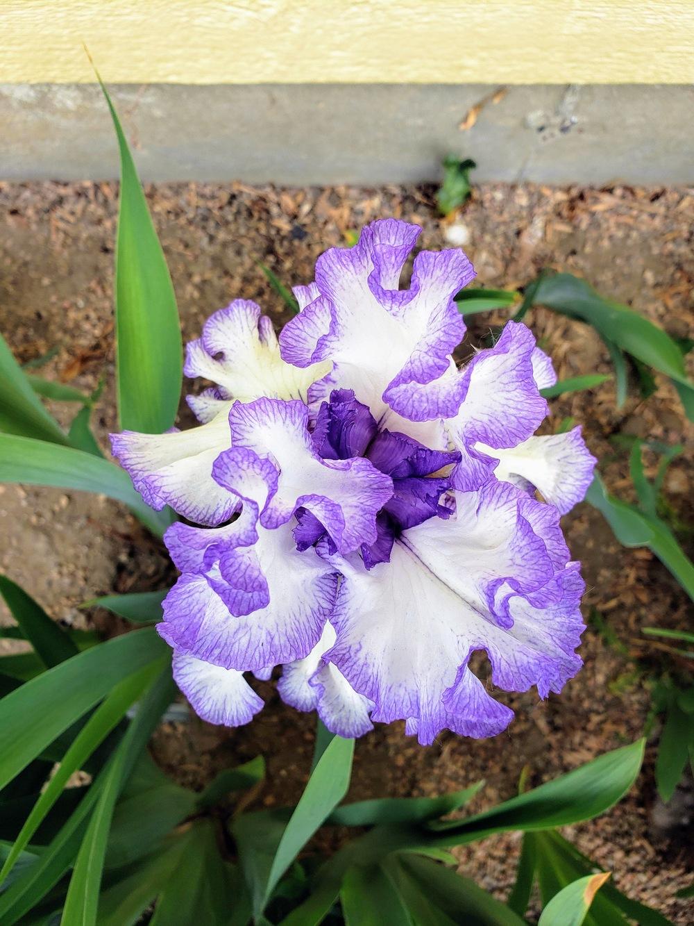 Photo of Tall Bearded Iris (Iris 'Bountiful Harvest') uploaded by Id10tgirl