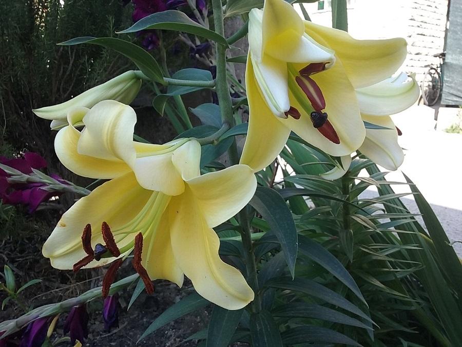 Photo of Lily (Lilium 'Conca d'Or') uploaded by Lucius93