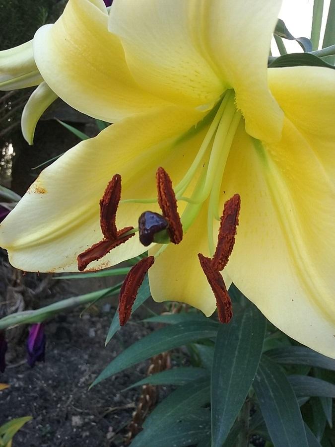 Photo of Lily (Lilium 'Conca d'Or') uploaded by Lucius93