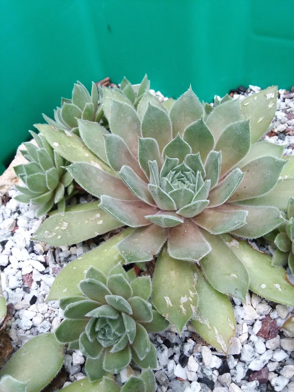 Photo of Hen and Chicks (Sempervivum 'Neptune') uploaded by RoseA32