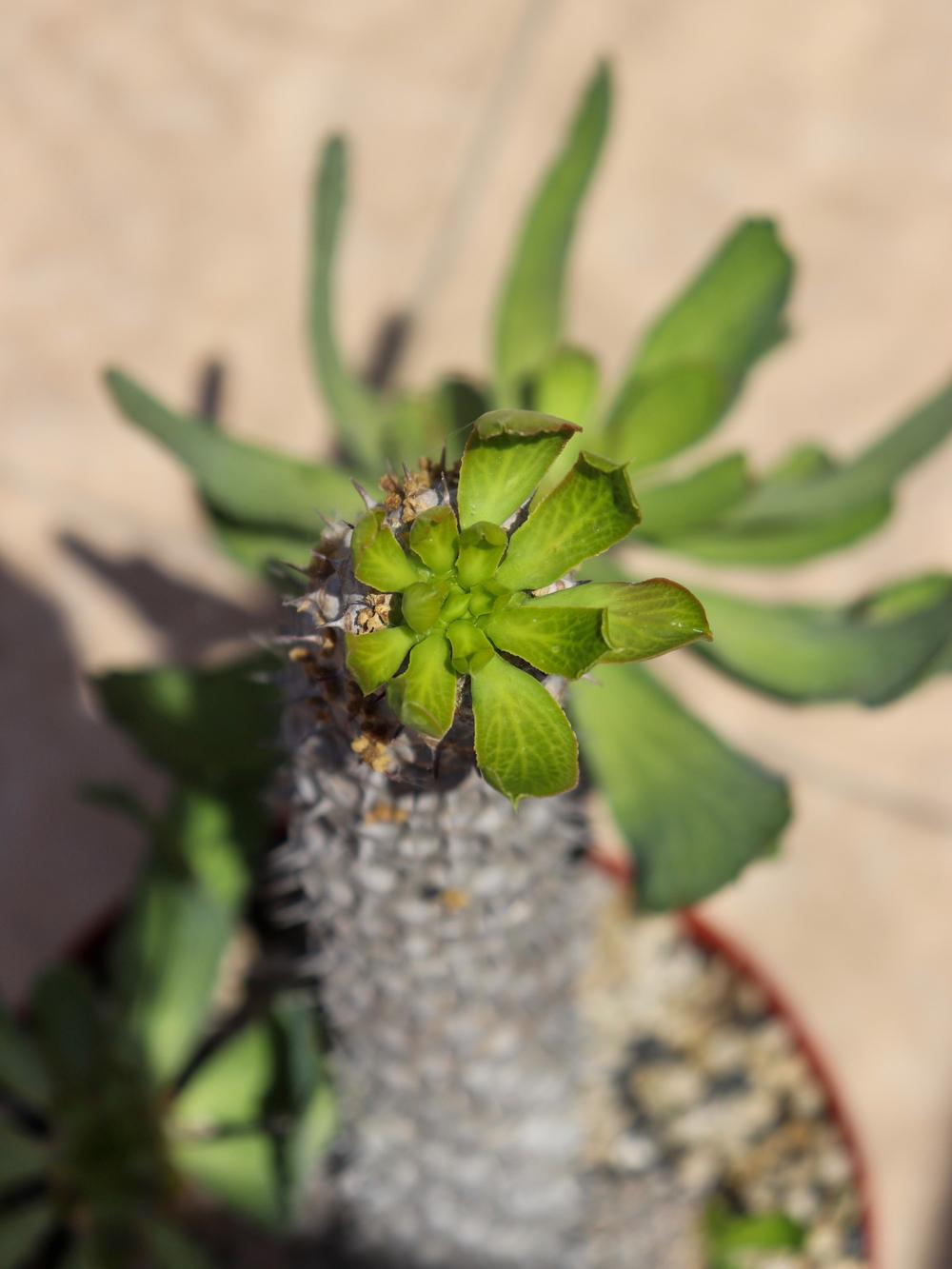 Photo of Euphorbia (Euphorbia venenifica) uploaded by Baja_Costero