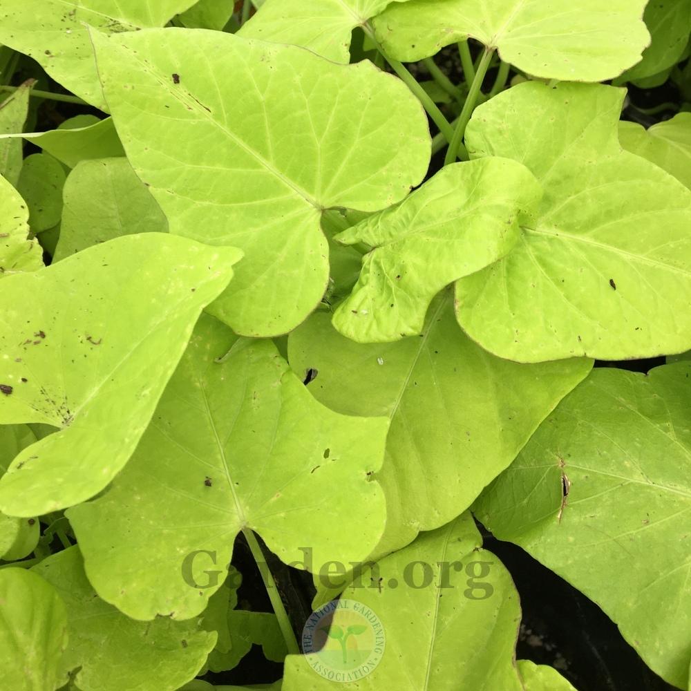 Photo of Ornamental Sweet Potato (Ipomoea batatas 'Margarita') uploaded by BlueOddish