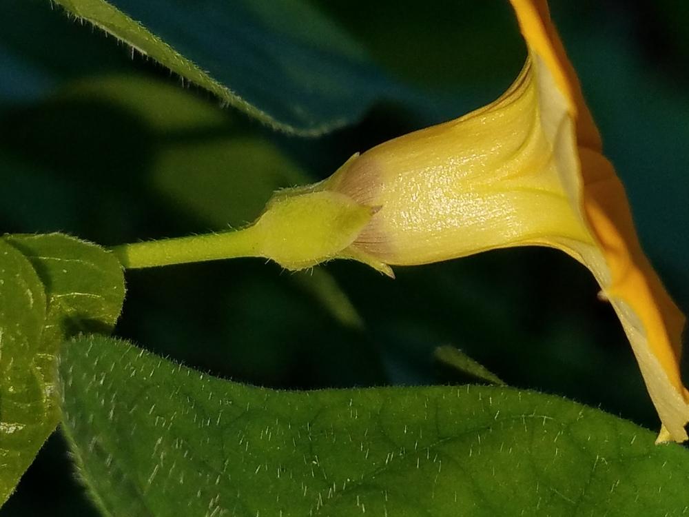 Photo of Morning Glory (Ipomoea obscura 'Ethiopia') uploaded by Gerris2