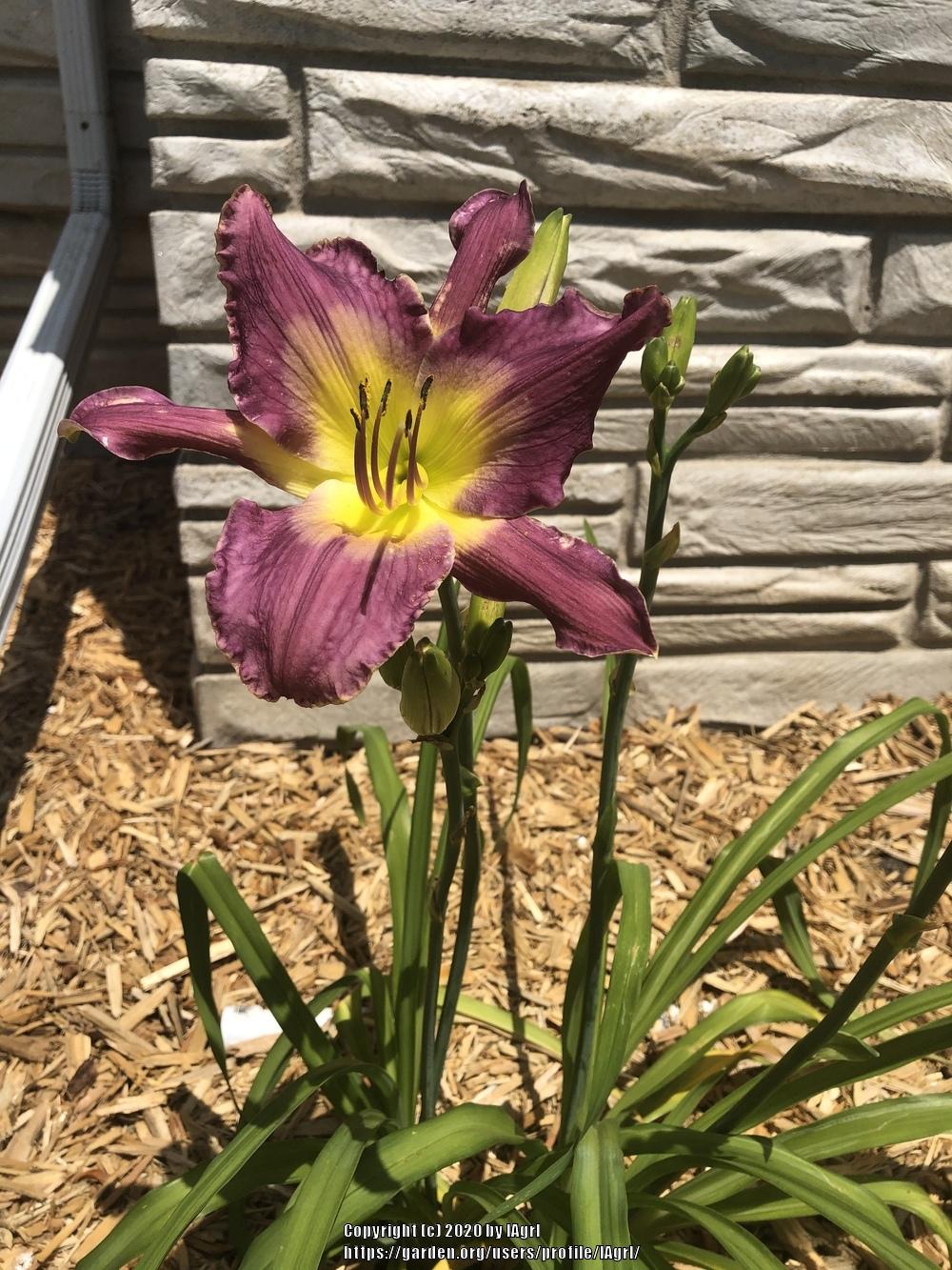 Photo of Daylily (Hemerocallis 'Astral Voyager') uploaded by IAgrl