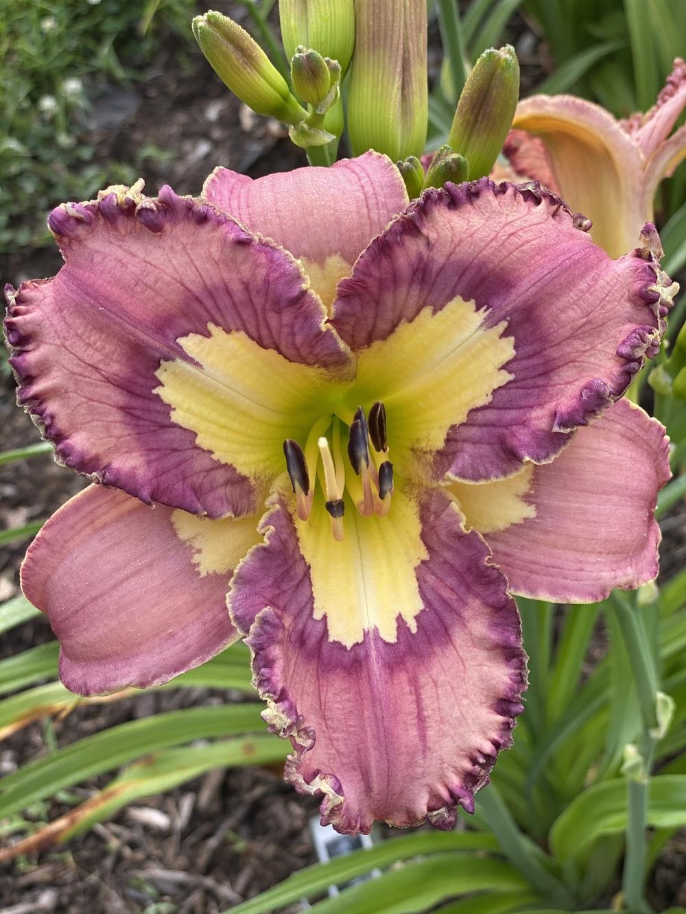 Photo of Daylily (Hemerocallis 'Heaven to Me') uploaded by Legalily