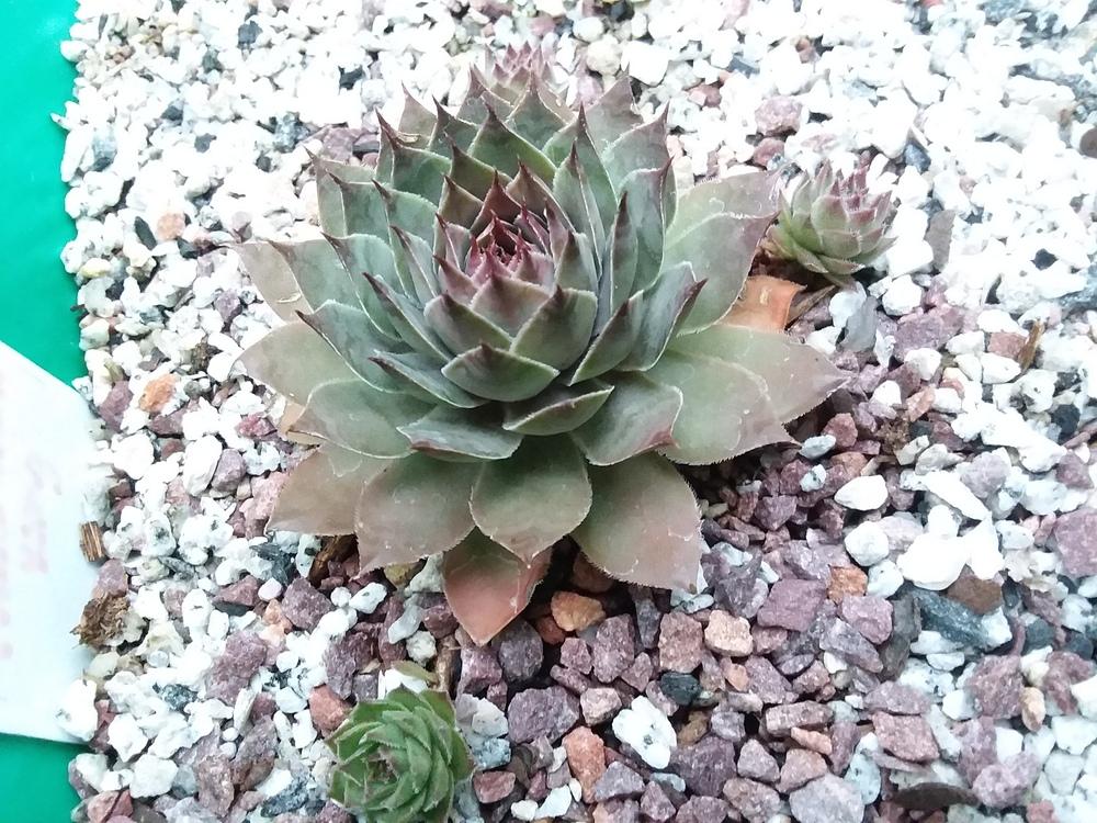 Photo of Hen and Chicks (Sempervivum 'Watermark King') uploaded by RoseA32