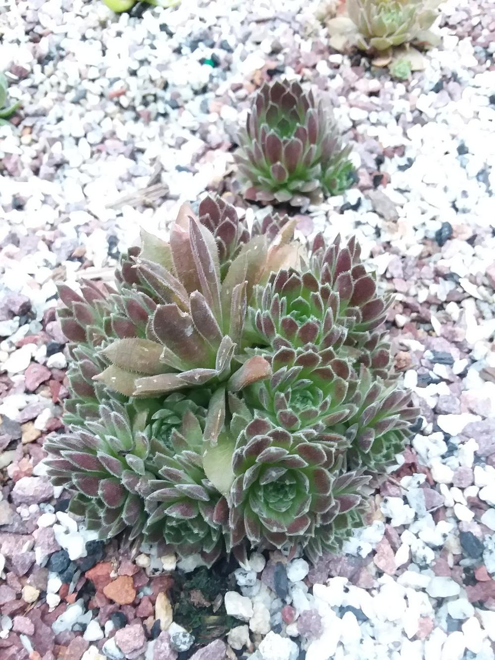 Photo of Hen and Chicks (Sempervivum 'Pacific Red Tide') uploaded by RoseA32