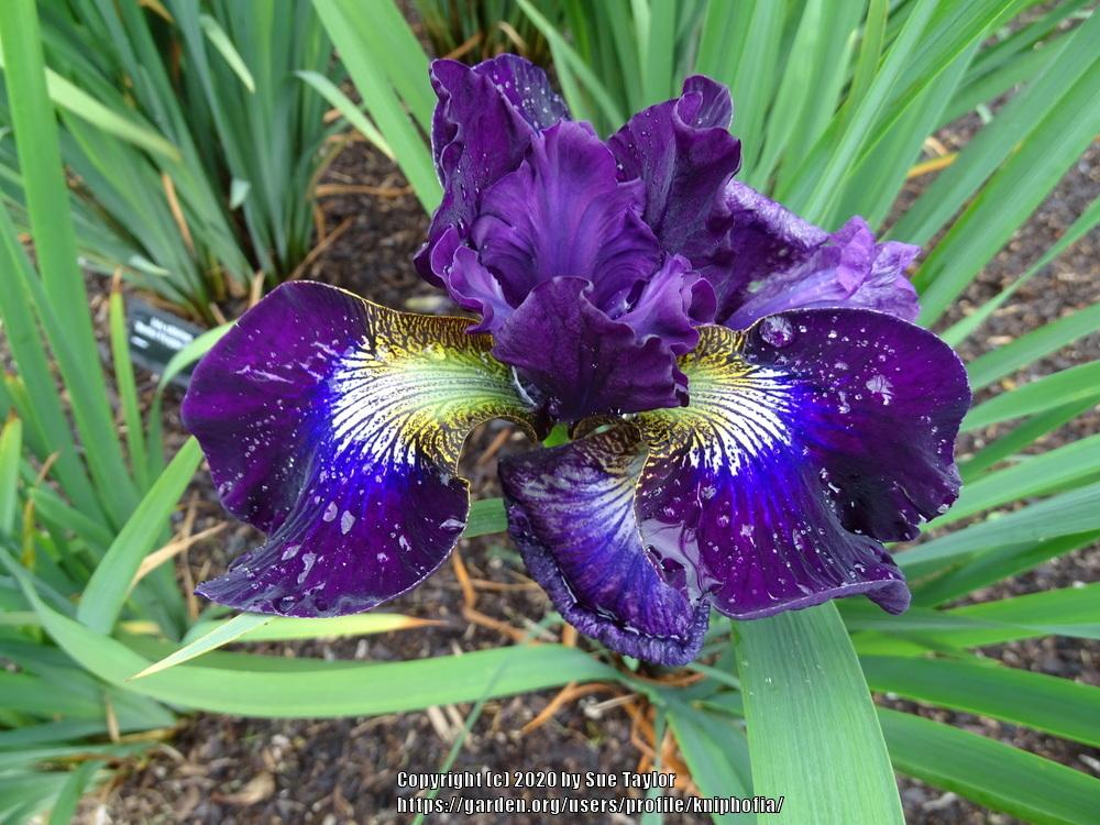 Photo of Siberian Iris (Iris 'Berlin Purple Wine') uploaded by kniphofia