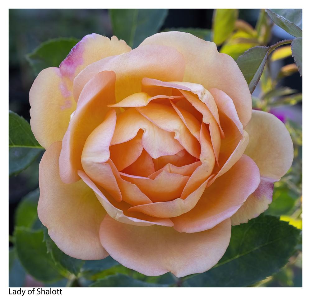 Photo of English Shrub Rose (Rosa 'Lady of Shalott') uploaded by kohala