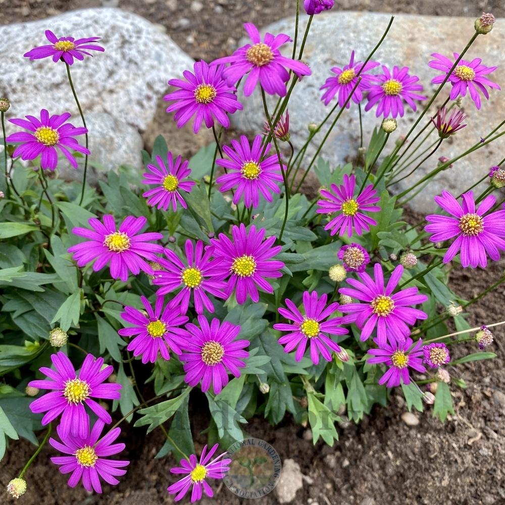 Photo of Swan River Daisy (Brachyscome Radiant Magenta) uploaded by Patty